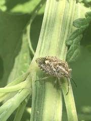 Agonoscelis puberula