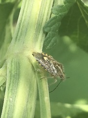 Agonoscelis puberula