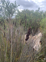 Elegia tectorum