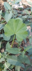 Malva parviflora