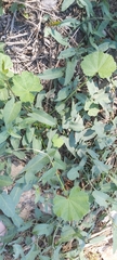 Malva parviflora