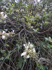 Abelia chinensis