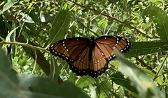 Limenitis archippus obsoleta
