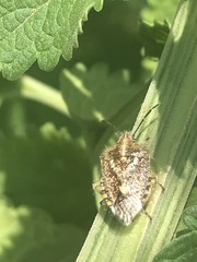 Agonoscelis puberula