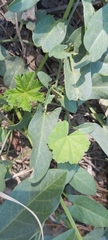 Malva parviflora