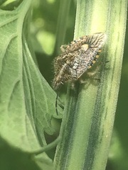 Agonoscelis puberula