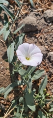 Convolvulus arvensis