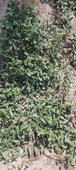 Convolvulus arvensis