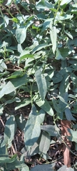 Convolvulus arvensis