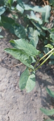 Convolvulus arvensis