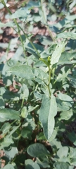 Convolvulus arvensis