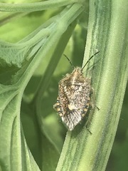 Agonoscelis puberula