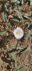 Convolvulus arvensis