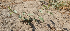 Convolvulus arvensis