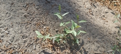 Convolvulus arvensis