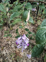 Buddleja lindleyana