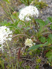 Trachymene composita composita