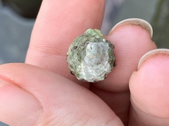 Paciocinebrina circumtexta