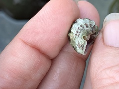 Paciocinebrina circumtexta