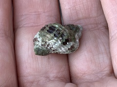 Paciocinebrina circumtexta