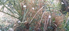 Convolvulus arvensis