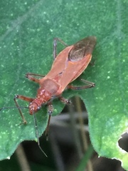 Cutocoris russatus