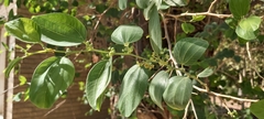 Ziziphus jujuba