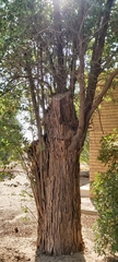 Ziziphus jujuba
