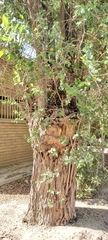 Ziziphus jujuba