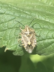 Agonoscelis puberula