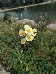 Lactuca indica