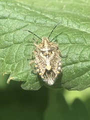 Agonoscelis puberula