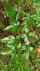 Pseudocayratia pengiana