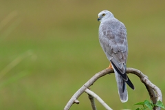 Pallid Harrier photo 3