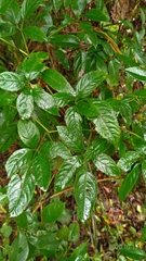 Pseudocayratia pengiana