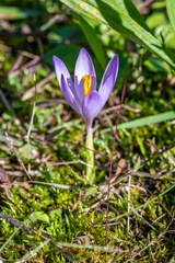 Crocus nudiflorus