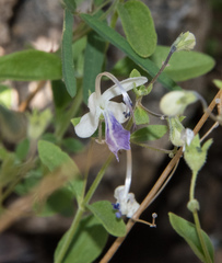 Trichostema arizonicum
