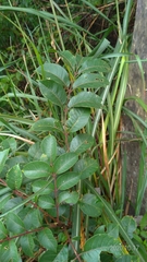 Tetradium ruticarpum