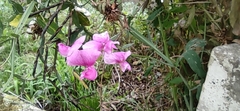 Lathyrus odoratus