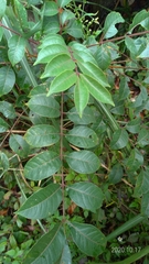 Tetradium ruticarpum