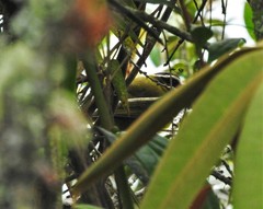 Kleinothraupis atropileus