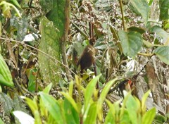 Cinnycerthia unirufa