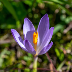 Crocus nudiflorus