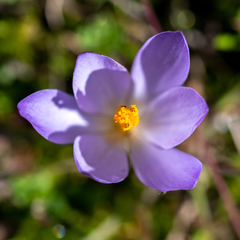 Crocus nudiflorus