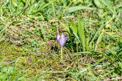 Crocus nudiflorus
