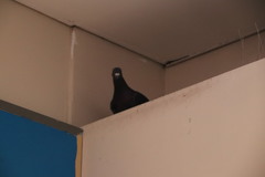 Columba livia domestica