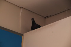 Columba livia domestica