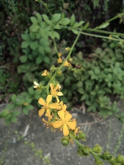 Agrimonia pilosa