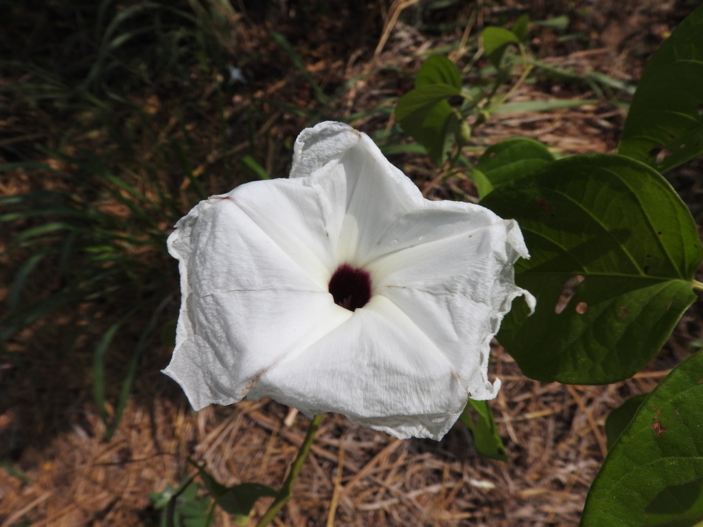 Ipomoea populina