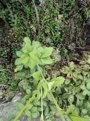 Agrimonia pilosa